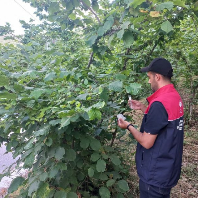 Kaynaşlı'da Samuray arıları doğaya salındı