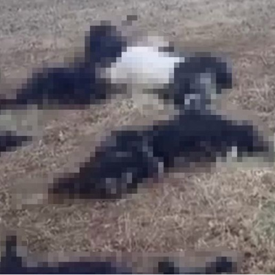 Mutki'de sürünün üzerine yıldırım düştü