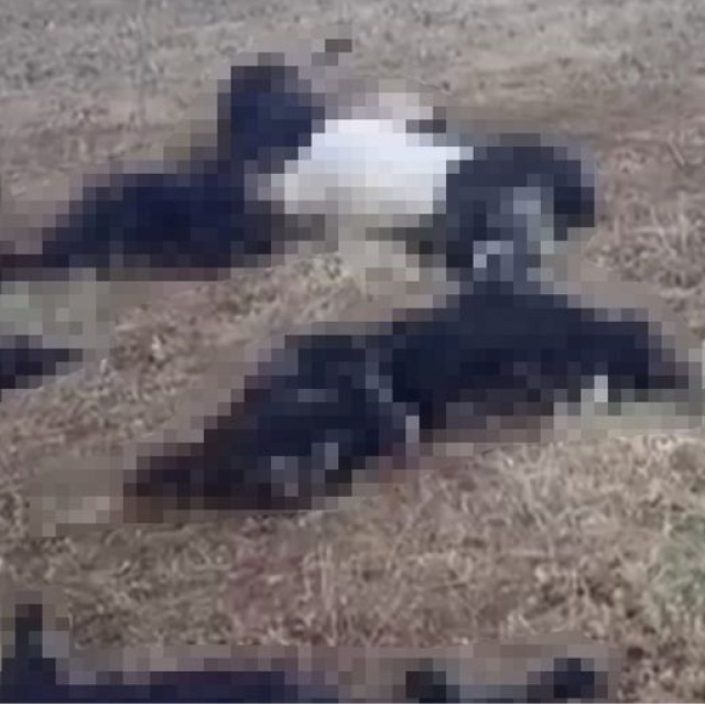 Mutki'de sürünün üzerine yıldırım düştü