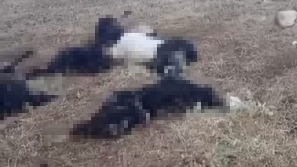 Mutki'de sürünün üzerine yıldırım düştü