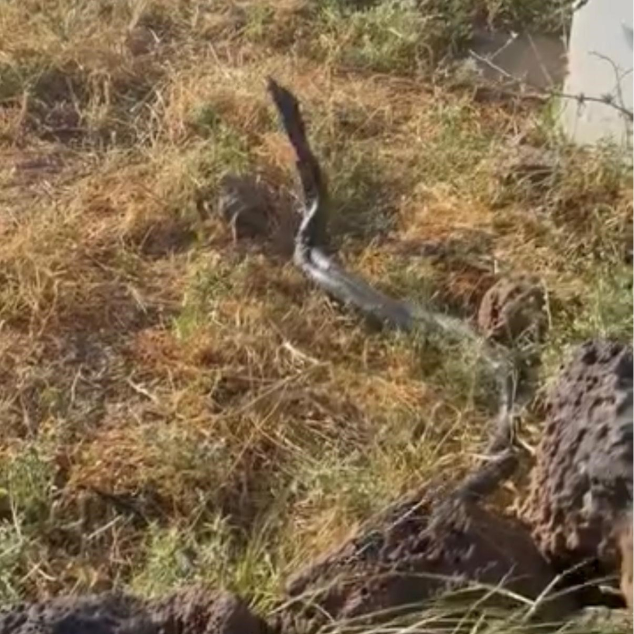 Çınarlı Ada'dan Korku: Diyarbakır'da Yılanlar Yükselişte!