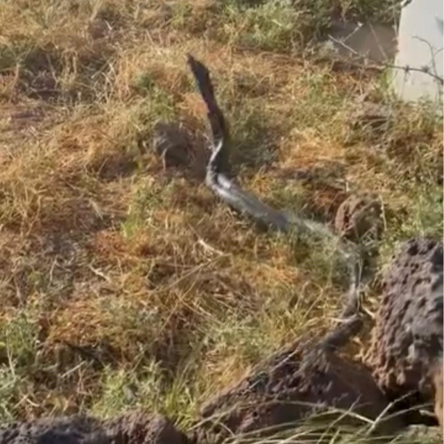 3 metrelik yılanlar dikkat çekti