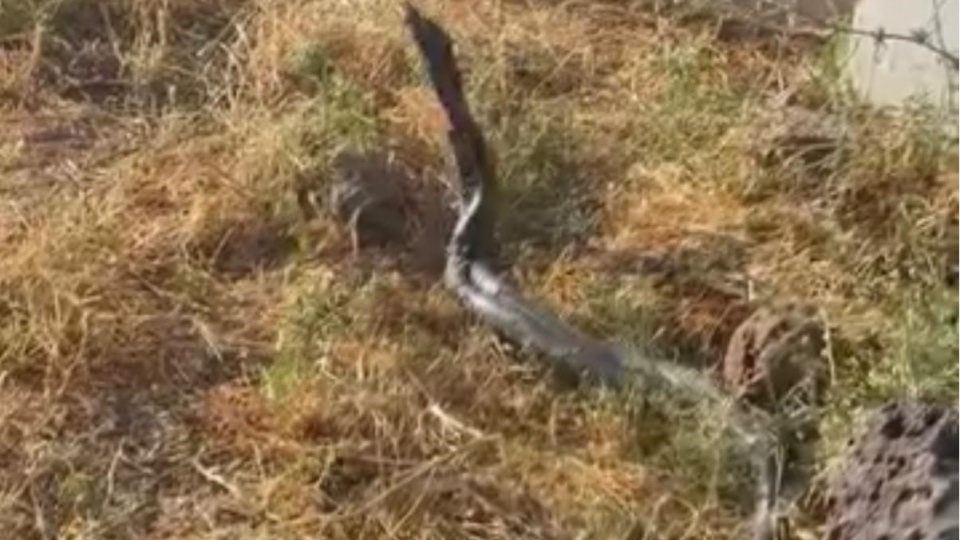 3 metrelik yılanlar dikkat çekti