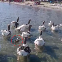 'Şartlı tahliye' edilen kazlar yürek ısıttı