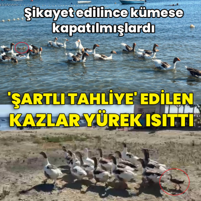 'Şartlı tahliye' edilen kazlar yürek ısıttı