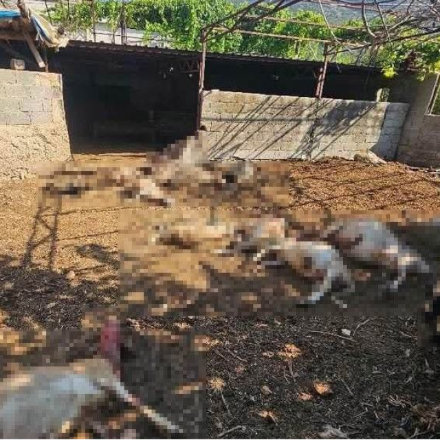 Silifke'de kurtlar koyunları öldürdü
