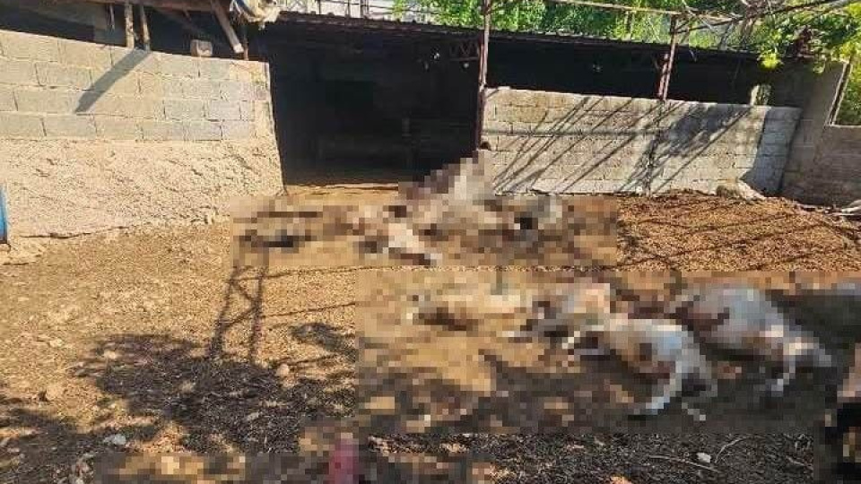 Silifke'de kurtlar koyunları öldürdü