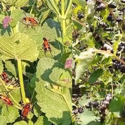 Hakkari'de çekirge endişesi