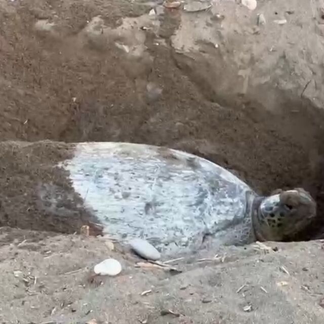 İklim değişikliği etkiledi, 2 hafta gecikti