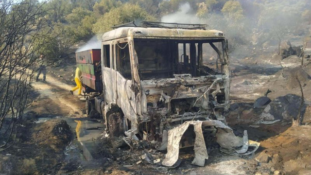 Aydın'daki 100 hektar zeytinlik zarar gördü