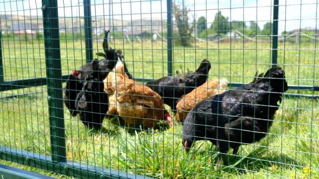 Keneyle mücadelede gezici tavuk kümesi