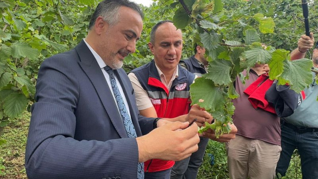 Giresun'da doğaya 1000 samuray arısı salındı