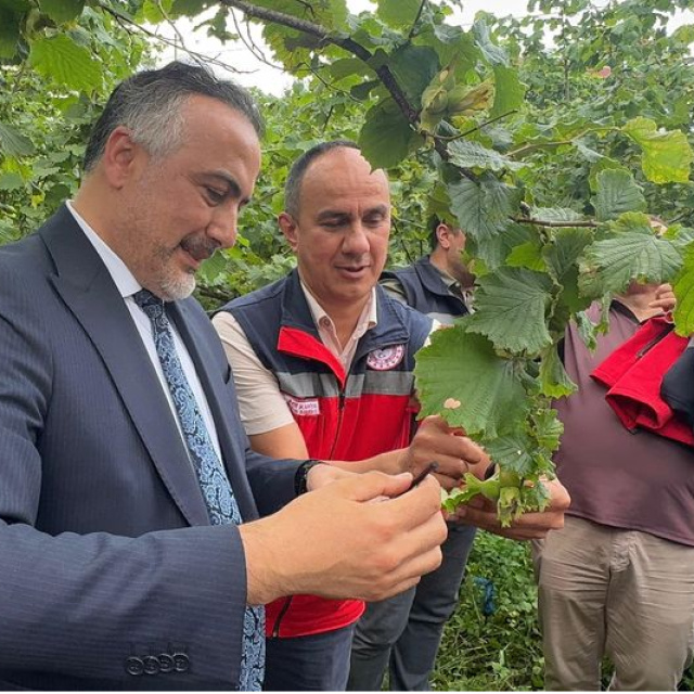 Giresun'da doğaya 1000 samuray arısı salındı