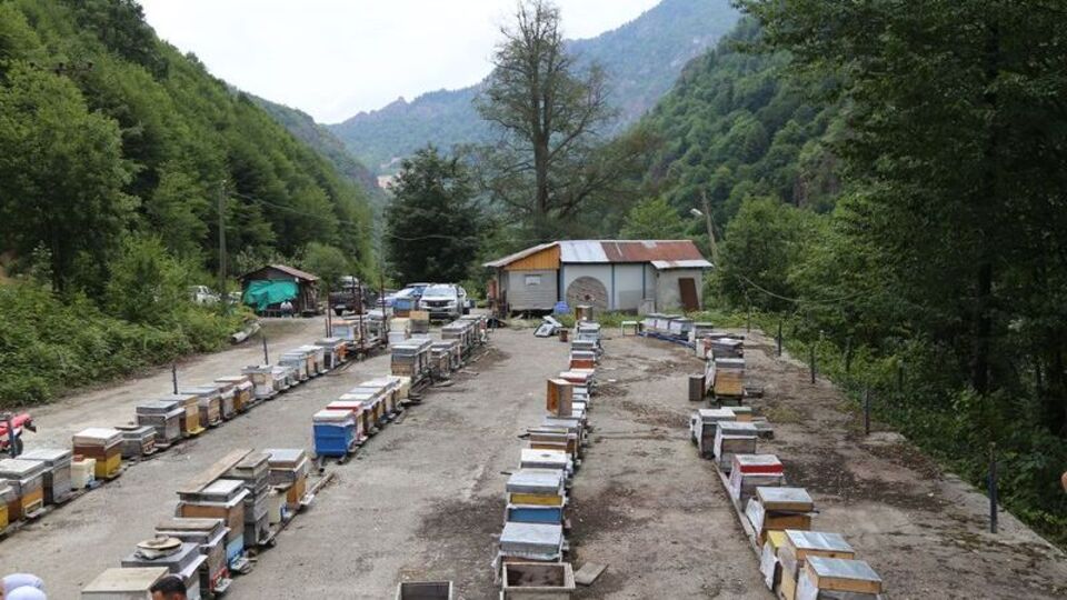 Artvin'de bal fiyatları açıklandı
