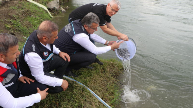 Yeşilırmak'a 30 bin mersin balığı bırakıldı