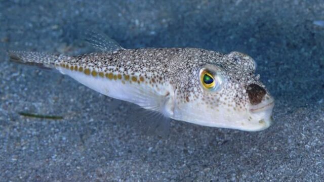 Balon balığı için yeni karar