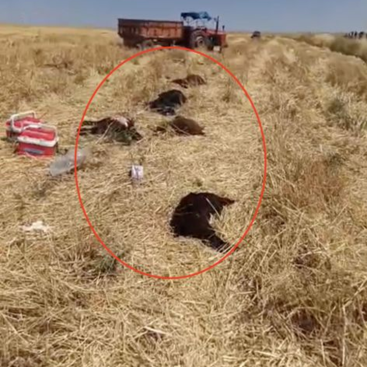 Çınar'da Tarım İlacı Felaketi: 150 Küçükbaş Hayatini Kaybetti