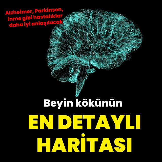 Beyin kökünün 3 boyutlu en detaylı atlası oluşturuldu