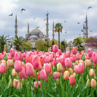 Osmanlı'da lale neden bir servet değerindeydi?