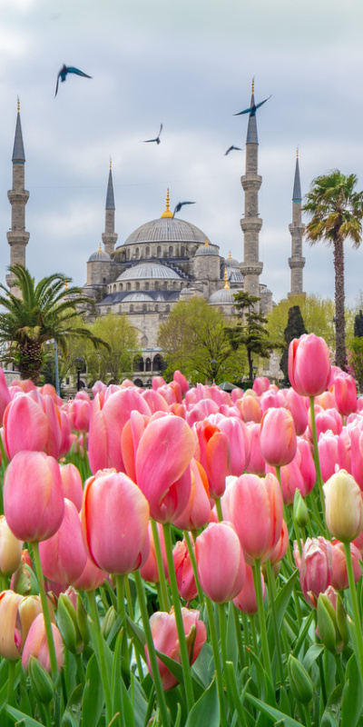 Osmanlı'da lale neden bir servet değerindeydi?