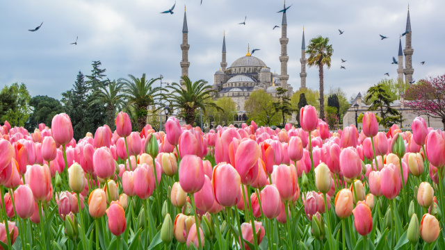 Osmanlı'da lale neden bir servet değerindeydi?