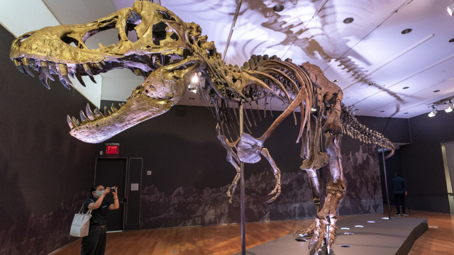 T-rex fosili açık artırma rekoru kırdı