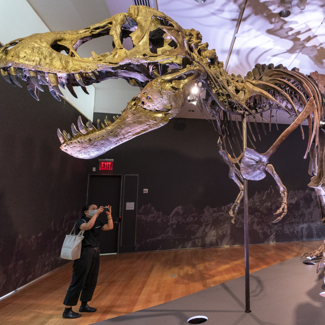 T-rex fosili açık artırma rekoru kırdı