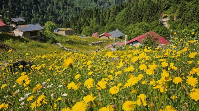 Kaçkar Dağları'nın eteklerinde sarı manzara