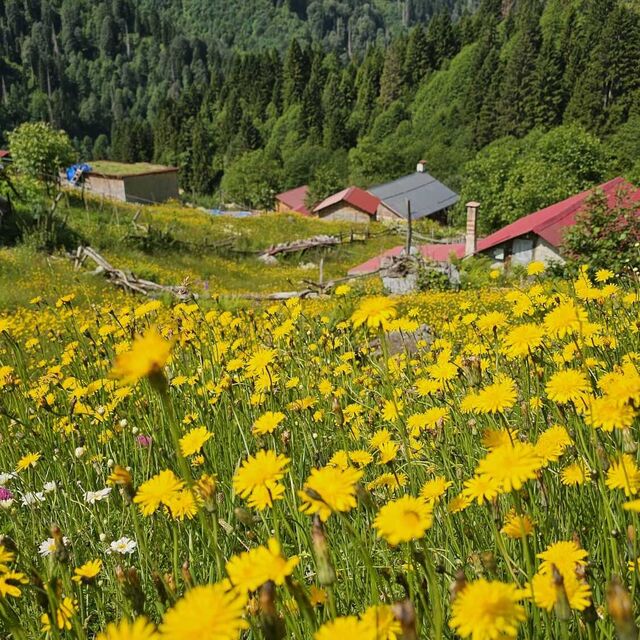 Kaçkar Dağları'nın eteklerinde sarı manzara