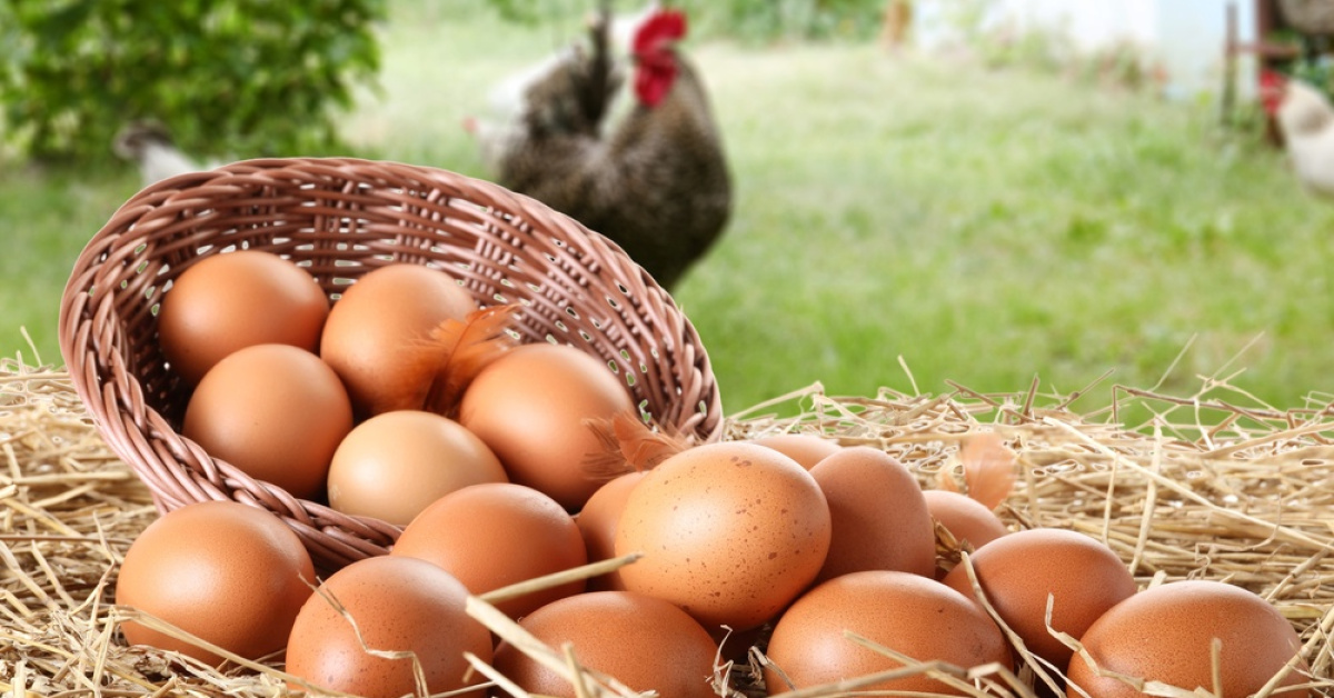 Üretici ile kota arasında sıkışan yumurta