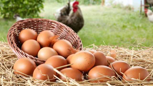 Üretici ile kota arasında sıkışan yumurta