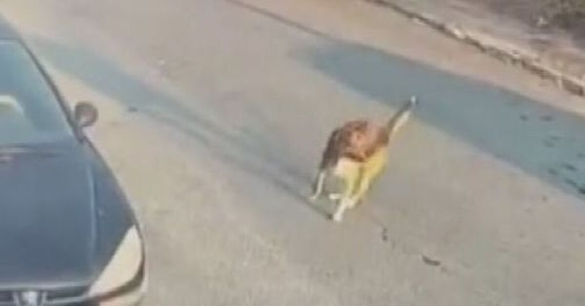 Silivri'de Aracıyla Sokak Köpeğine Çarpıp Ölümüne Neden Olan Sürücü Tutuklandı