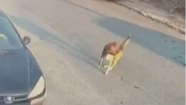Sokak köpeğine çarpan sürücü tutuklandı
