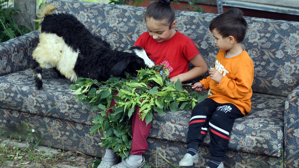 Engelli keçi yavrusu 'Alagız'ı elleriyle besliyorlar