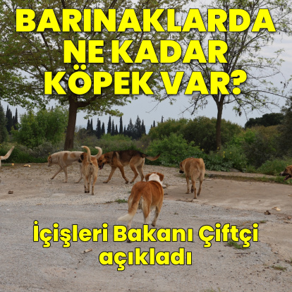"Sahipsiz sokak hayvanlarının yüzde 92'si barınaklarda"