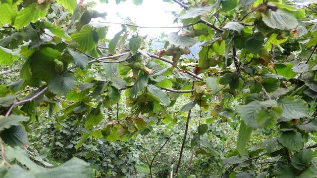 Giresun'da fındık işçisi yevmiyesi belirlendi