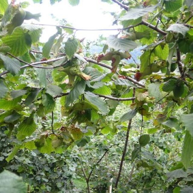 Giresun'da fındık işçisi yevmiyesi belirlendi