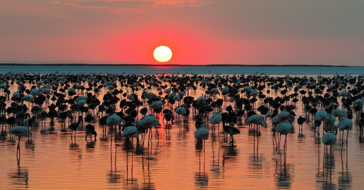 Tuz Gölü'nde flamingo yavrusu sayısı son 5 yılın zirvesinde