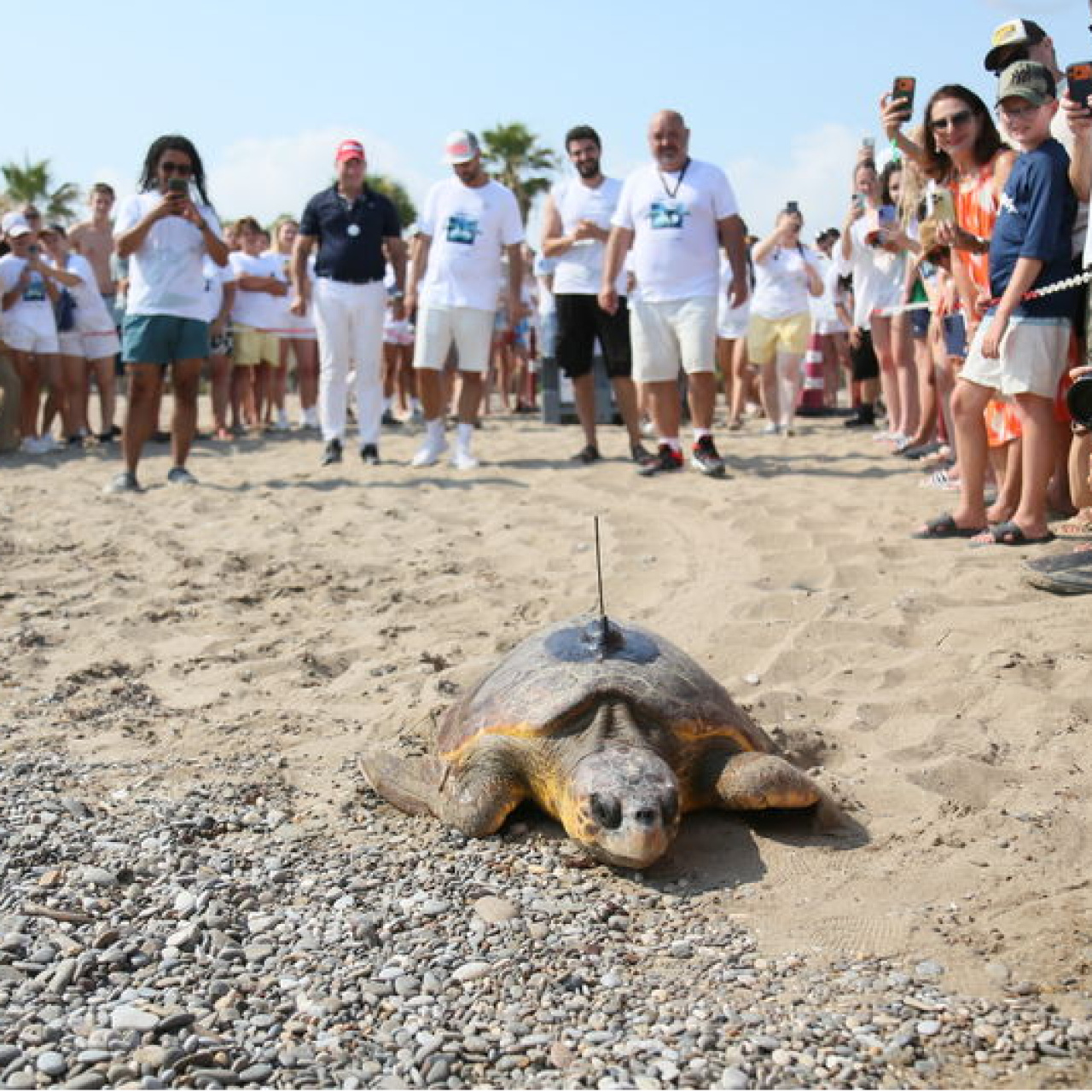 Otellerden caretta carettalara uydu cihazı