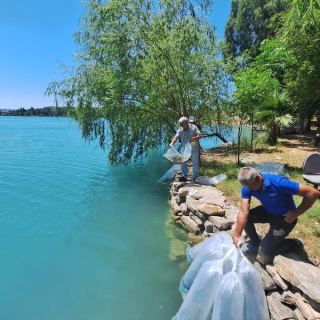 Manavgat'ta iç sulara 400 bin sazan yavrusu