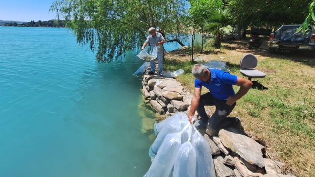 Manavgat'ta iç sulara 400 bin sazan yavrusu