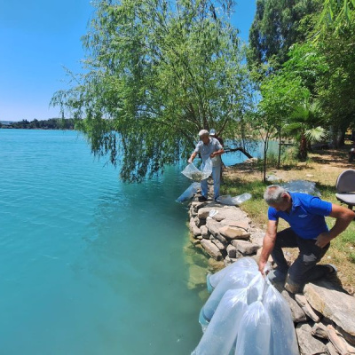 Manavgat'ta iç sulara 400 bin sazan yavrusu