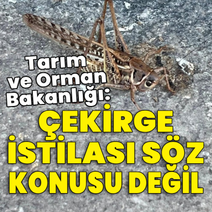 Tarım ve Orman Bakanlığı: Çekirge istilası söz konusu değil