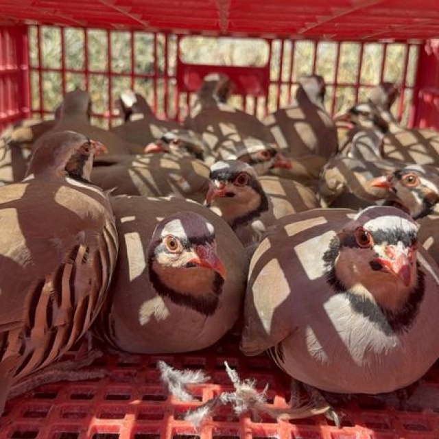 Yozgat'ta doğaya 1000 kınalı keklik salındı