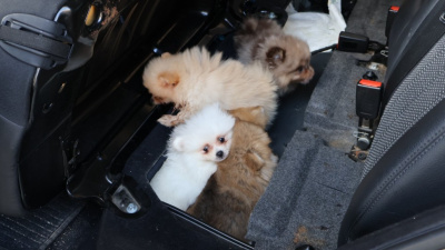 5 pomeranian koruma altına alındı