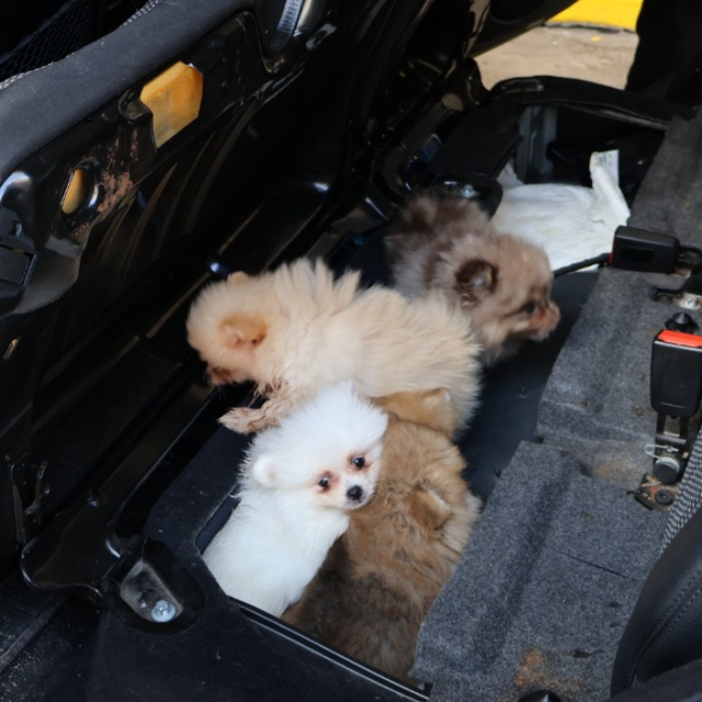 5 pomeranian koruma altına alındı
