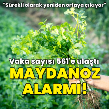 Maydanoz alarmı! Vaka sayısı 561'e ulaştı