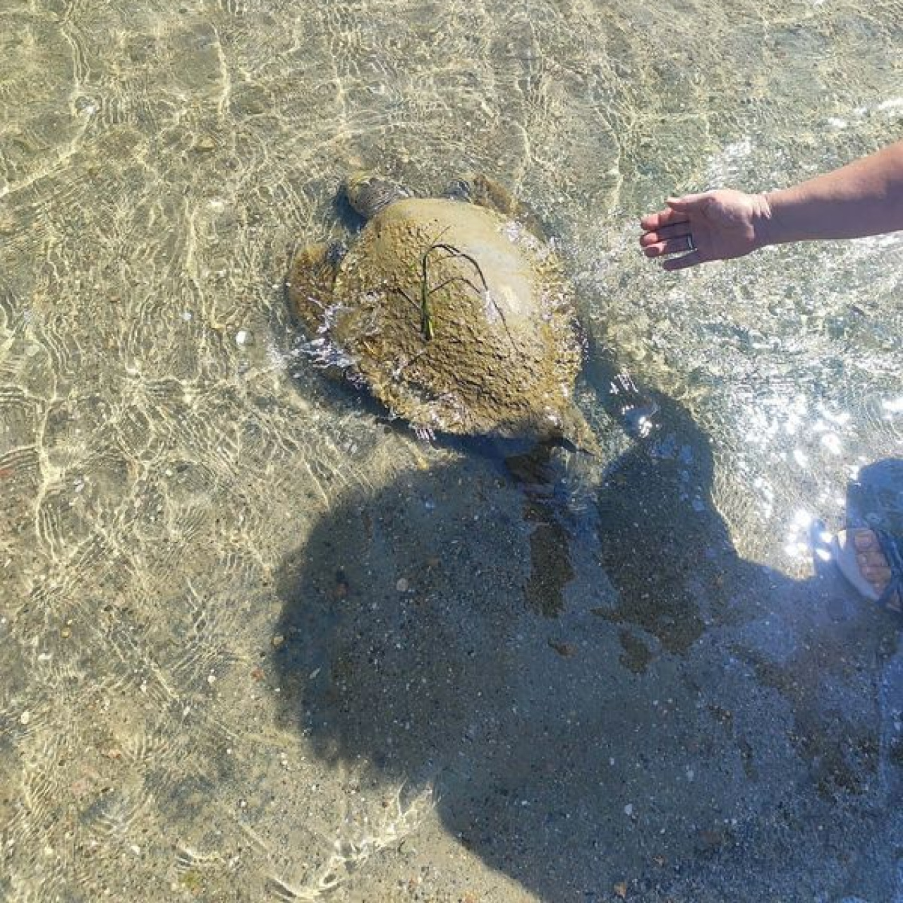 Ayvalık'ta ölü caretta caretta bulundu