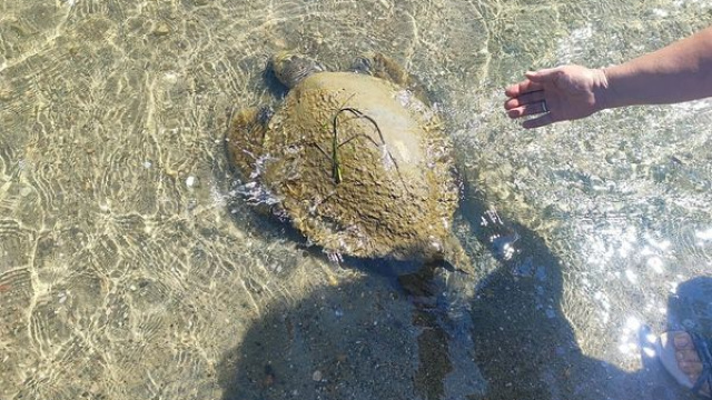 Ayvalık'ta ölü caretta caretta bulundu