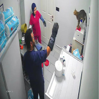 Sokak kedisi kliniği birbirine kattı!